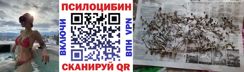Псилоцибиновые грибы Cubensis  Строитель 
